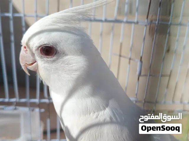 دكر اللبينو عين حمرة ريش كامل نضيف من جميع الامراض