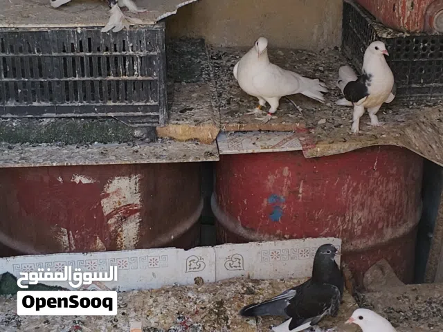 حمام للبيع العدد 10