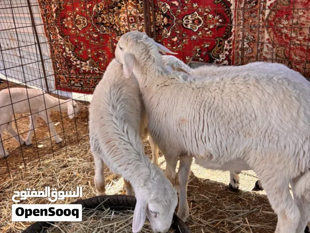ذبائح طليان للبيع