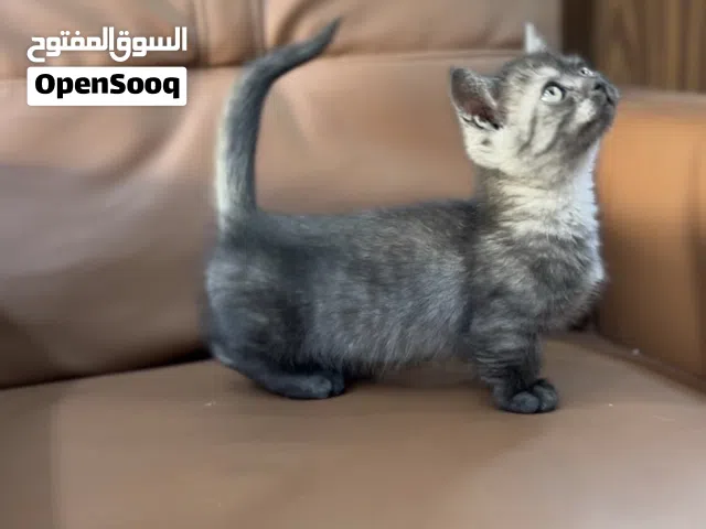 Pure Munchkin Kitten for Sale – 3 Months Old  Microchipped & Vaccinated