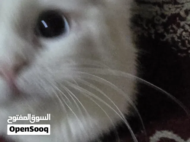 Beautiful Blue-Eyed White Kitten Female • Vaccinated and litter trained