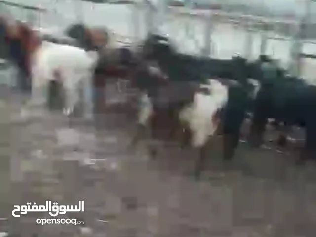 ماعز للبيع ((حلال ))