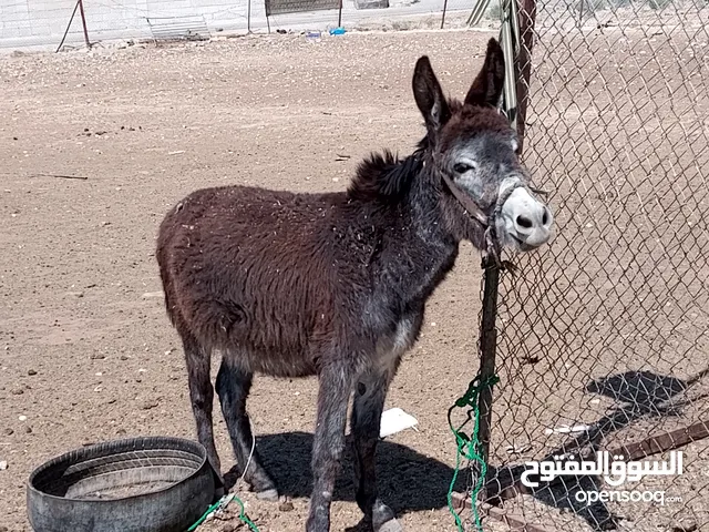 كر للبيع عمرها سنه رتفاع اربع شبار و نص
