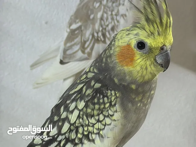 زوج كوكتيل للبدل مع كنيور أو للبيع