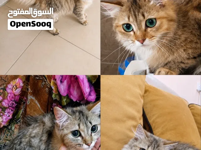 قطه مكس شيرازي و تركيش انجورا للبيع