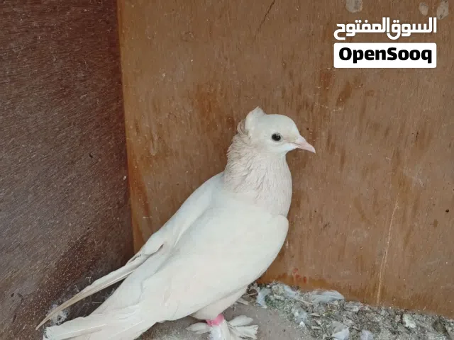 نثيه صفره زيراي مخلفه