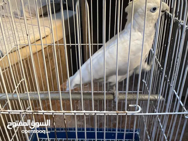 كوكاتو للبيع أو تبديل بي مكاو أقرا الوصف