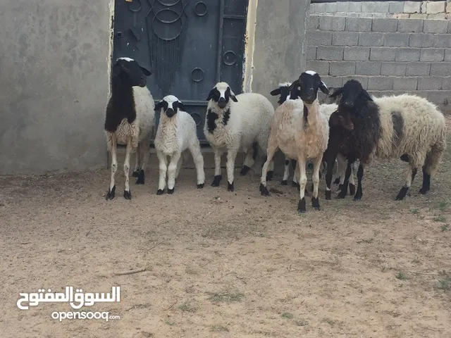 3نعاج وطني للبيع