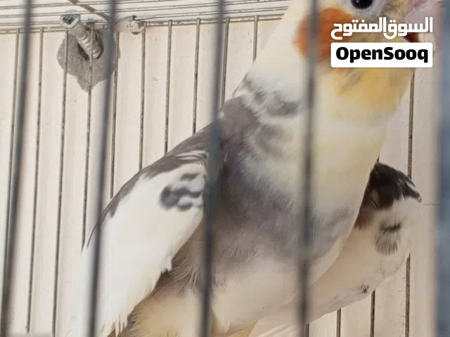 دكركوكتيل الله ايبارك سخون مصوقر العمر اكثر من سنة