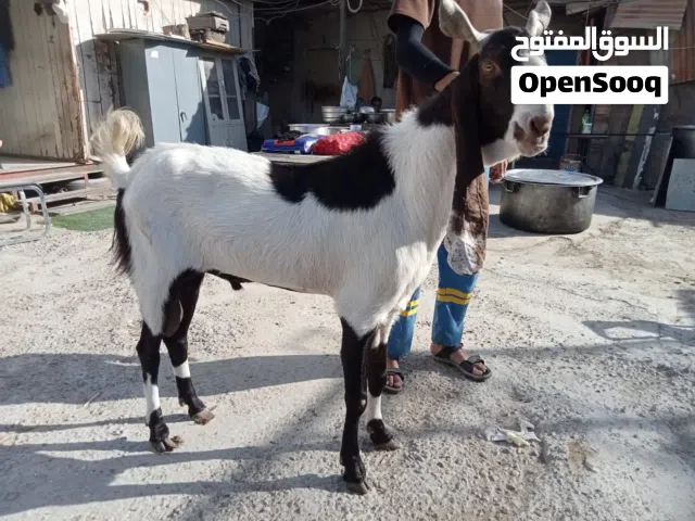 Pakistani healthy goat
