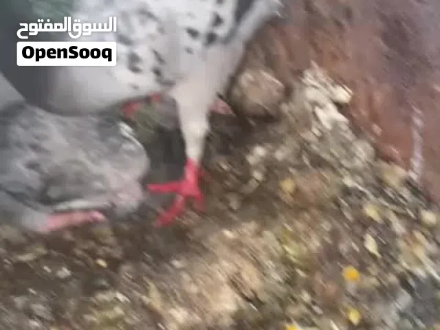 6 جواز زواجل تحته بيض وفراخ