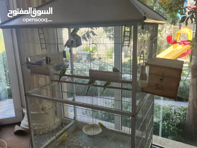 طيور بادجي مع القفص للبيع