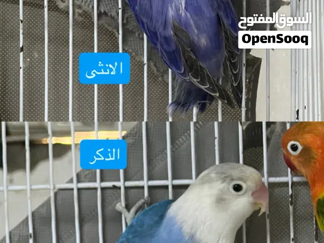 للبيع زوح فيشر اقل من سعر السوق
