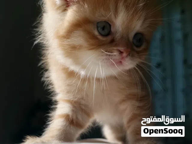 كتنز سكوتش فولد و ستريت اجمل و اعلى مستوى كما موضح في الصور