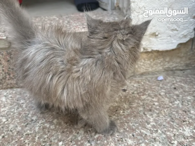 قط ذكر بيرشن للبيع