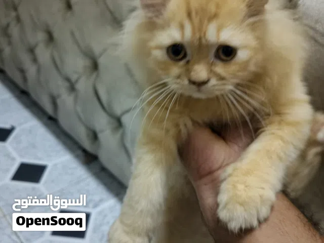 قط للتبني اقرأ الوصف