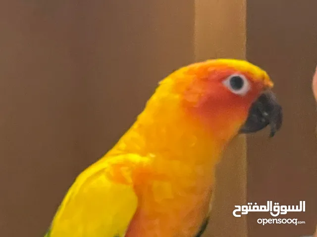 زوج صن كنيور