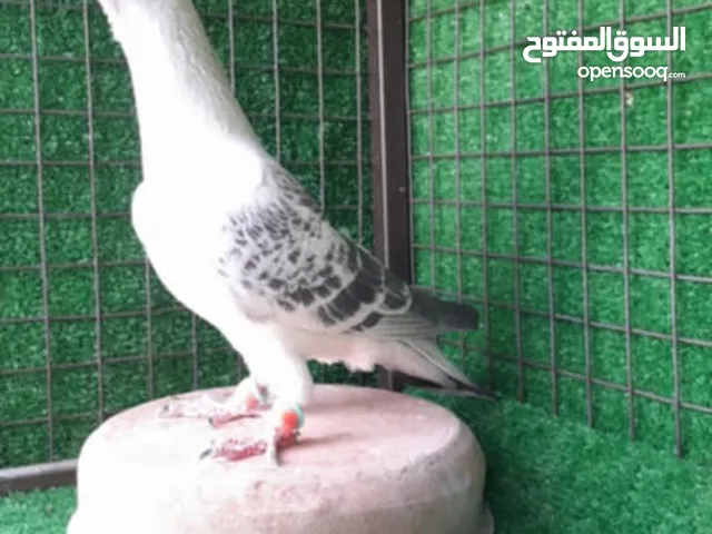 شفر طير حمام بدو شوية تليين