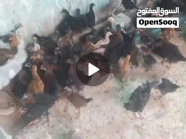 جاج للبيع  فراخ عمر شهرن ونص