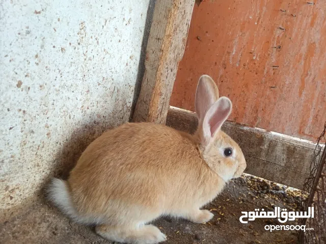 جوز بابيون + ذكر ألماني