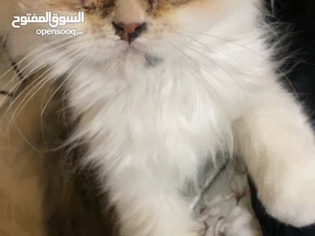 قطه وقط شيرازي وعمرهم اربع شهور وهادين