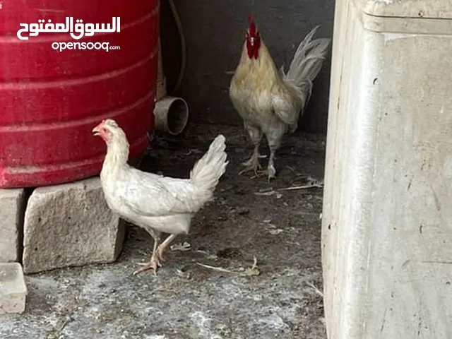 دجاج عرب بياض مع بطة