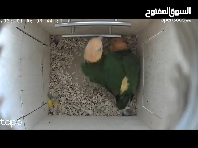 White bellied caique breeding pair with DNA