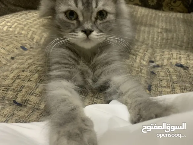 للبيع قط كيتن شيرازي اللون رصاصي