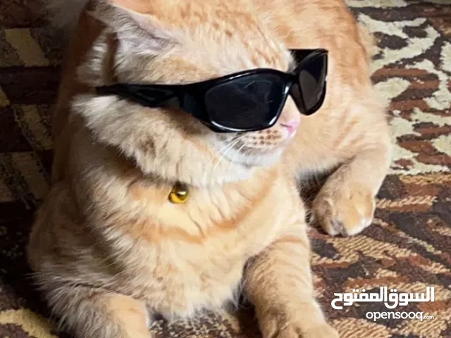 قط تركي أنجورا للتبني وعندي كتن صغار أولاده للتبني   Turkish Angora cat for adoption with kitten