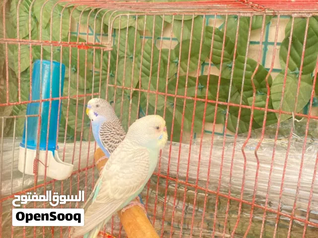 موجود جوز حب شغالات 100 بالميه مع قفص وكوخ بسعر 12 دينار