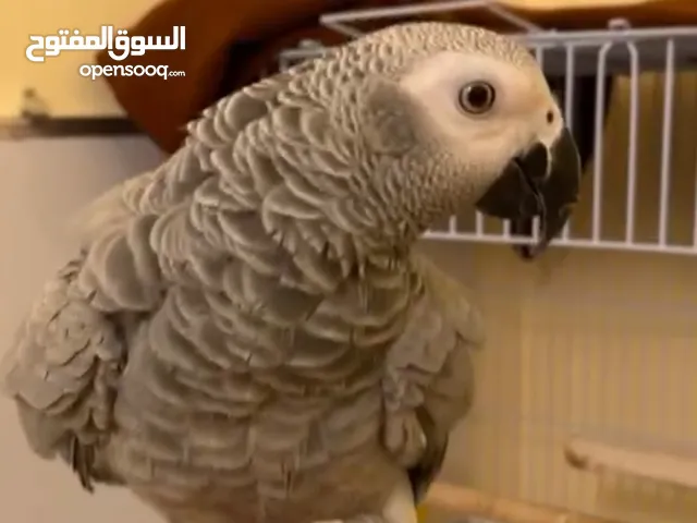 ببغاء كاسكو الرمادي لحد يفاصلني على السعر رجاء