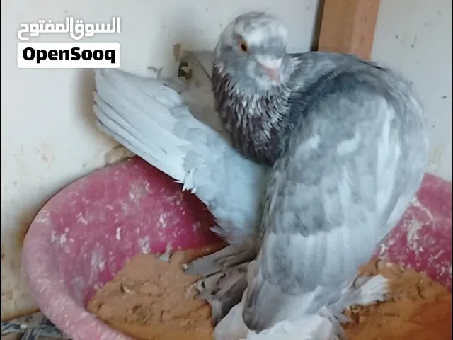 دكر روسي كيف مصفي