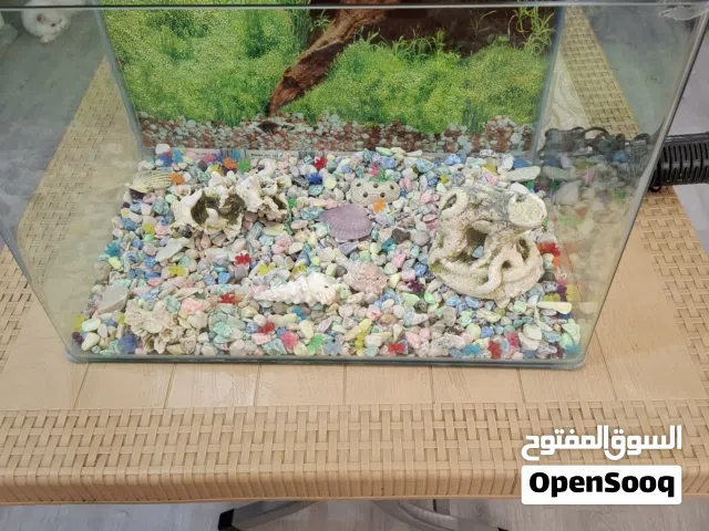 حوض اسماك مع الأحجار وماطور تصفية الماء .المكان اربيل فرمانبران، السعر 25000 دينار عراقي.