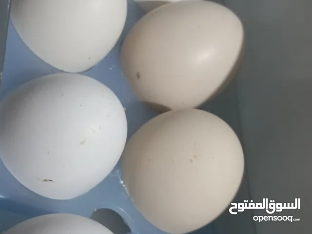 بيض بلدي طازج للاكل