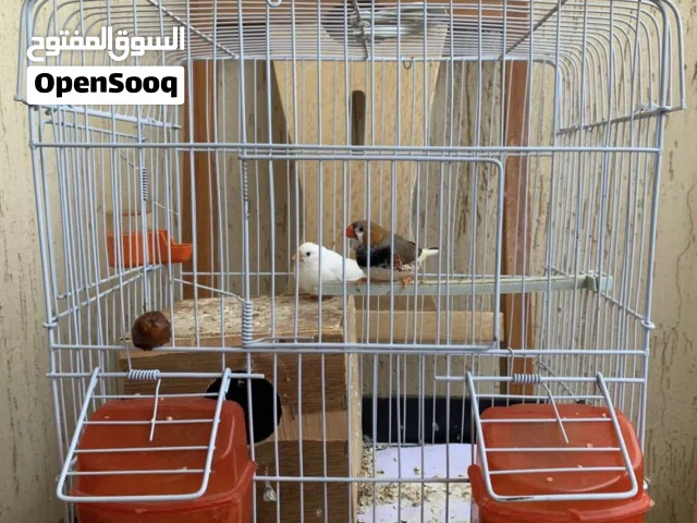 عصافير زيبرا