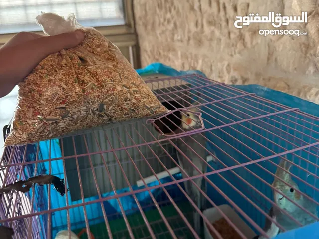 عصفورين كوكتيل