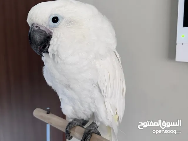 كوكاتو امبريلا