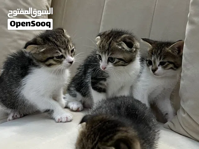 قطط سكوتش من الام