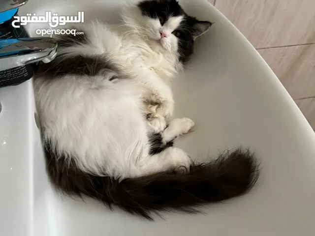 Two Persian cats