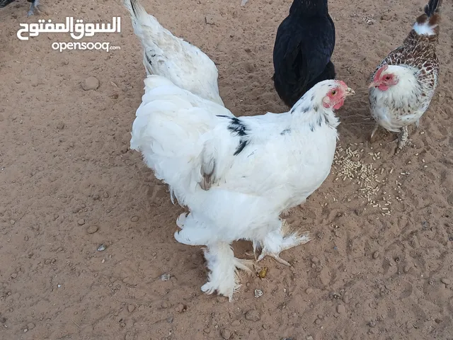 فروج براهما الما
