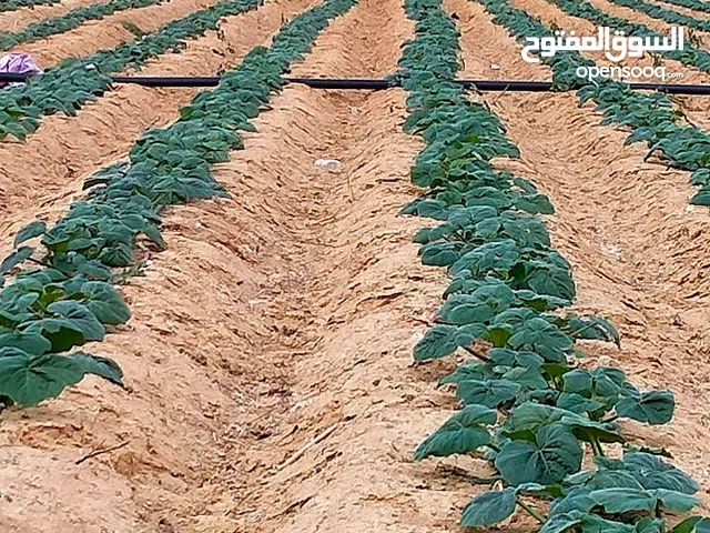 Farm Land for Sale in Beheira Wadi al-Natrun