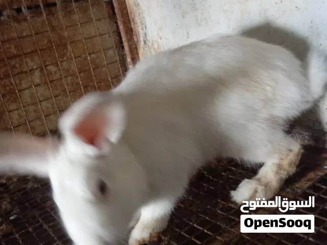 متوفر ارنب بلدي وفرنسي نخب كلوا عشار تربية اقفاص صحة ونظافة التفاصيل بالوصف