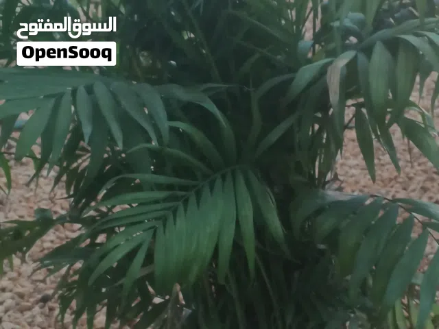 اهلا وسهلا بالجميع جددنا الكميه وحرقنا الاسعار في مشاتل الثقه