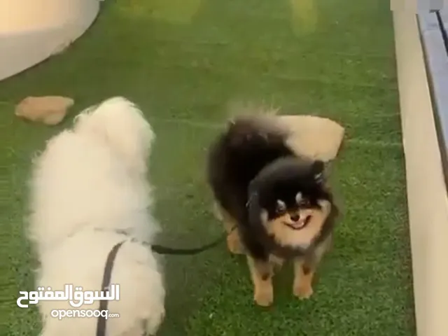 كلب مارتيزرس وبومرينيان