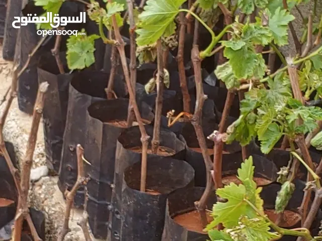 شتل عنب زويتينه