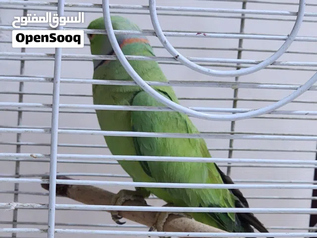 زوج درة هندي وحشي للانتاج لون أخضر صحة ممتازة