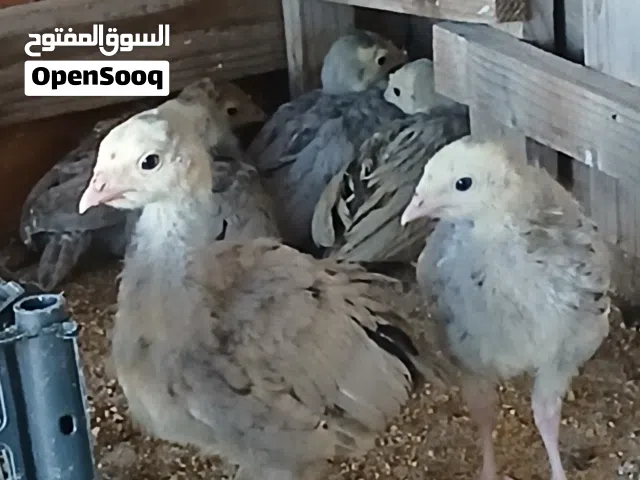 حبش المنيوم الأصلي فرخات