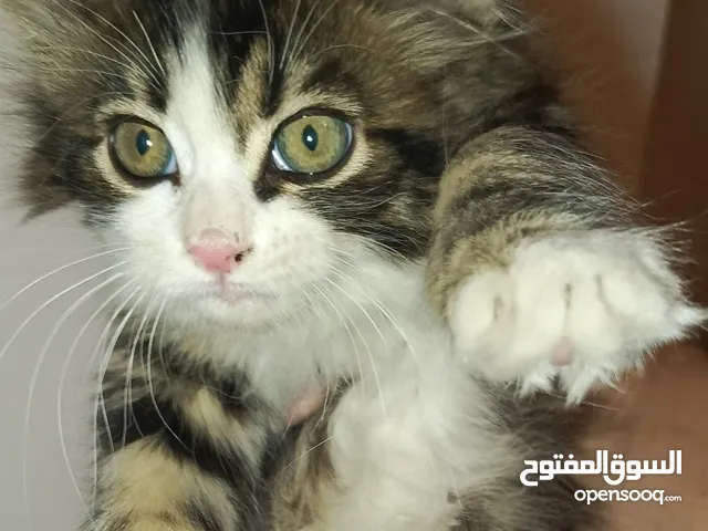 قط انثا عمر شهرين في الجندويل