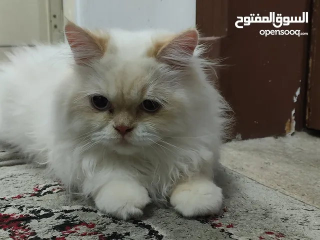 قط التبني عاجل نظيف ولا يحتاج اي شيء فقط الاهتمام به ورعايته نظيف متعلم لتر بوكس لا يحتاج اي شيء