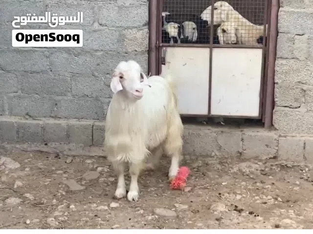 أسعار طيبة يوجد